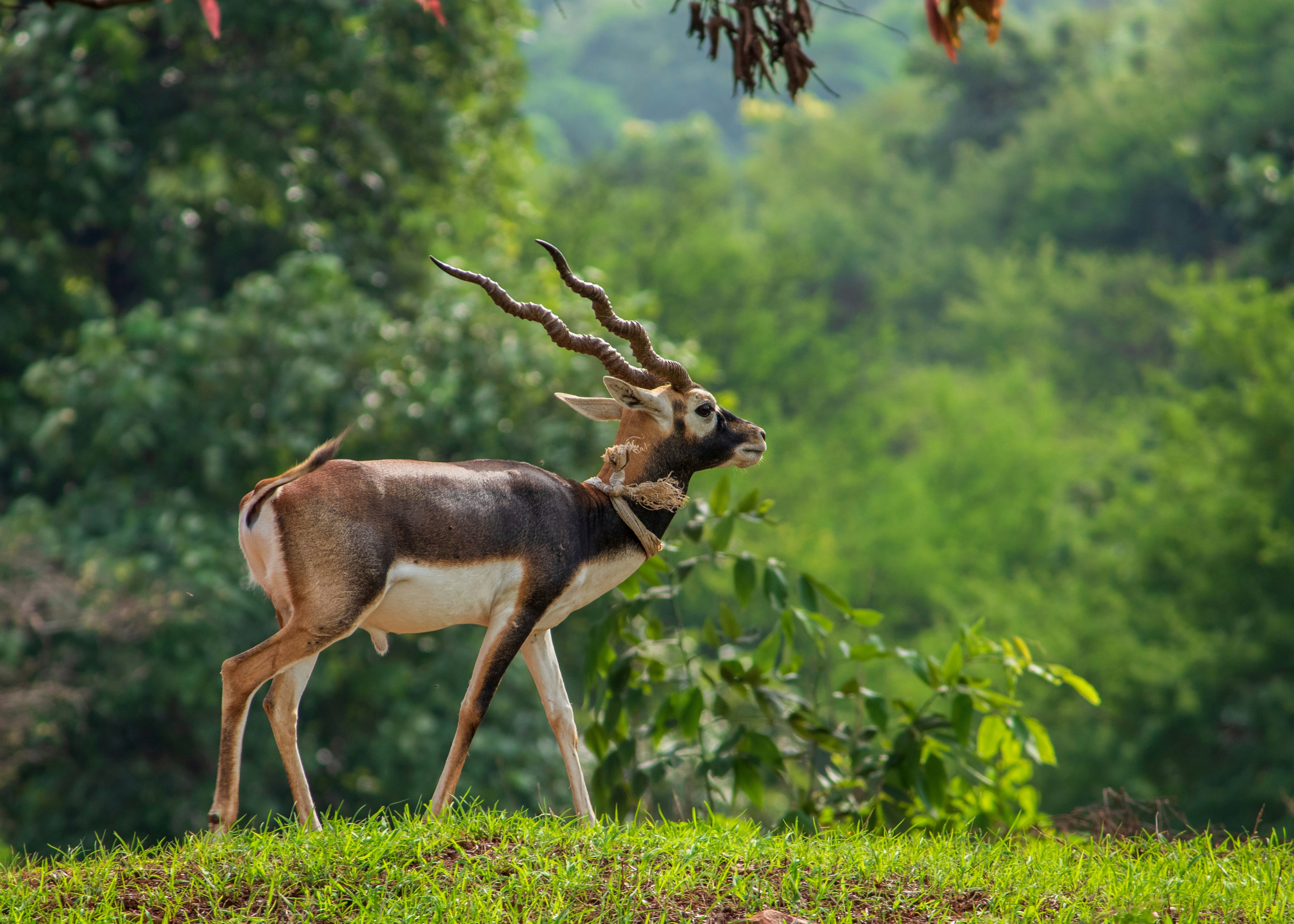 Antilope